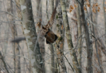 Una nuova stagione di caccia alla beccaccia caccia alla beccaccia