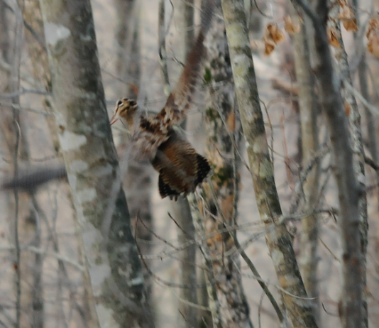 Una nuova stagione di caccia alla beccaccia caccia alla beccaccia