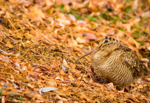 Caccia alla beccaccia in Abruzzo, stop in tre Atc Caccia alla beccaccia in Abruzzo, stop in tre Atc