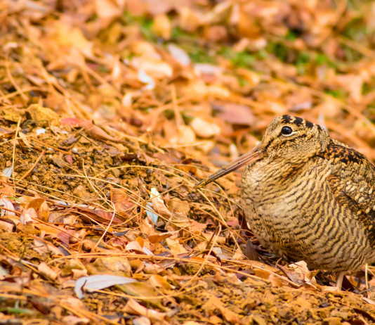 Caccia alla beccaccia in Abruzzo, stop in tre Atc Caccia alla beccaccia in Abruzzo, stop in tre Atc