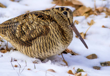Caccia alla beccaccia in Lombardia: le indicazioni a metà mese Caccia alla beccaccia in Lombardia le indicazioni a metà mese