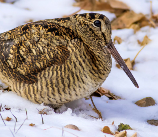Caccia alla beccaccia in Lombardia: le indicazioni a metà mese Caccia alla beccaccia in Lombardia le indicazioni a metà mese