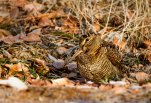 Caccia alla beccaccia in Lombardia, le indicazioni per fine 2022 e inizio 2023 Caccia alla beccaccia in Lombardia: beccaccia in ambiente autunnale