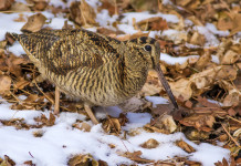Caccia alla beccaccia in Lombardia: le indicazioni per la settimana Caccia alla beccaccia in Lombardia: beccaccia sulla neve