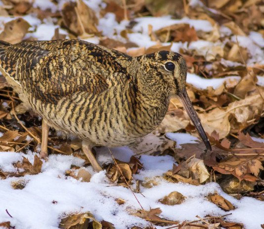 Caccia alla beccaccia in Lombardia: le indicazioni per la settimana Caccia alla beccaccia in Lombardia: beccaccia sulla neve