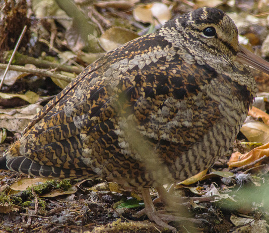 Caccia alla beccaccia in Lombardia: indicazioni per settimana Natale Caccia alla beccaccia in Lombardia