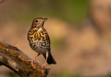 Caccia di venerdì: l’ordinanza del Consiglio di Stato Caccia di venerdì l’ordinanza del Consiglio di Stato