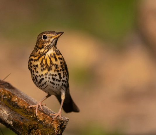 Caccia di venerdì: l’ordinanza del Consiglio di Stato Caccia di venerdì l’ordinanza del Consiglio di Stato