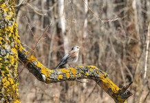 Caccia nei valichi montani, la sentenza della Corte costituzionale