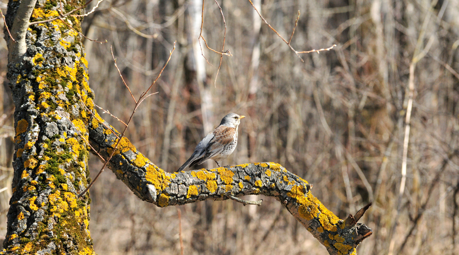 Caccia sui valichi montani, la sentenza della Corte costituzionale
