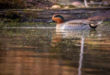 Calendario venatorio della Sicilia, ricorso accolto Calendario venatorio della Sicilia: alzavola in ambiente acquatico
