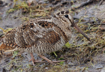 Calendario venatorio della Toscana, ricorso respinto Calendario venatorio della Toscana: beccaccia in habitat naturale