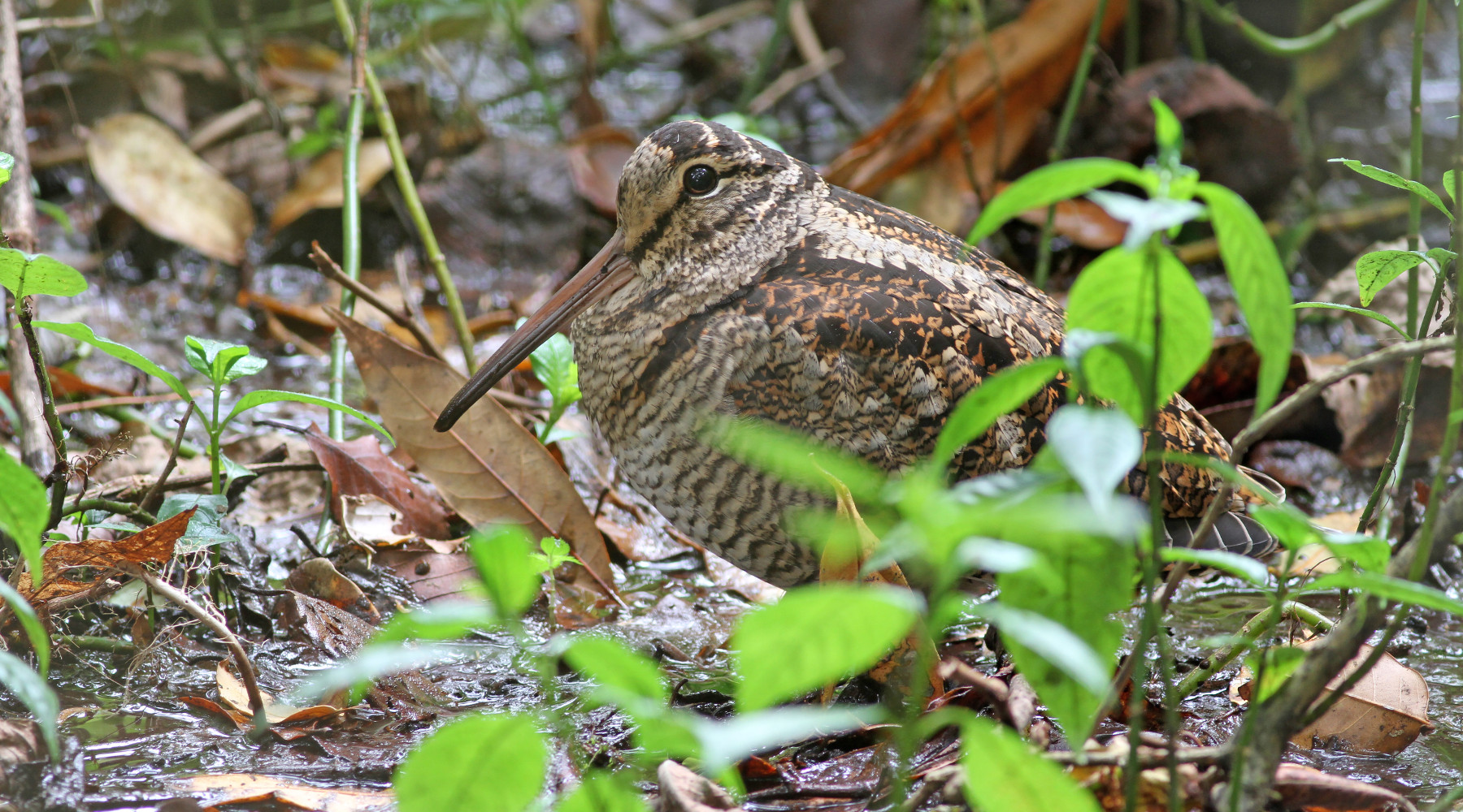 Calendario venatorio delle Marche, recepita l’ordinanza Calendario venatorio delle Marche: beccaccia nel bosco