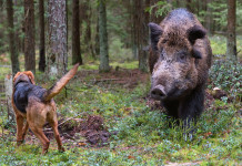 Aggressioni da parte dei cinghiali: il censimento Fidc Cani predati da cinghiali