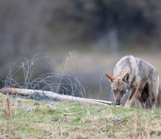 Cani predati da lupo, parte il censimento Fidc Cani predati da lupo: lupo in Appennino