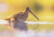 Chiusura della caccia in Emilia Romagna, interrogazione alla giunta Chiusura della caccia in Emilia Romagna: beccaccino in acqua
