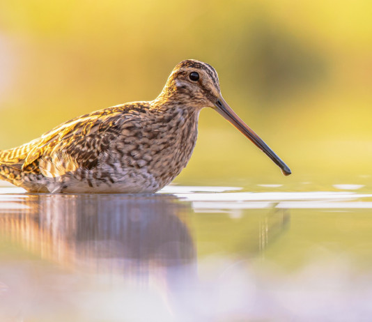 Chiusura della caccia in Emilia Romagna, interrogazione alla giunta Chiusura della caccia in Emilia Romagna: beccaccino in acqua