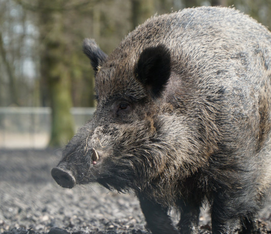 Contenimento della fauna, commissione approva emendamento Contenimento della fauna: cinghiale nel bosco