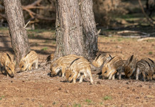 Contraccettivo per i cinghiali, decreto in Gazzetta Contraccettivo per i cinghiali: piccoli di cinghiale nel bosco