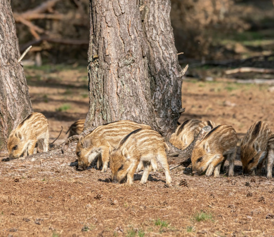 Contraccettivo per i cinghiali, decreto in Gazzetta Contraccettivo per i cinghiali: piccoli di cinghiale nel bosco