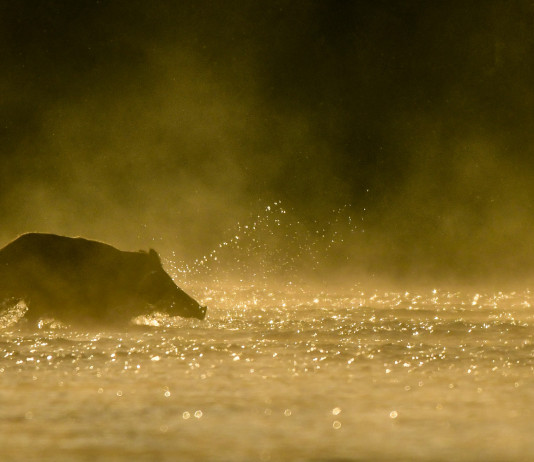 Controllo faunistico, presentato emendamento Controllo faunistico: cinghiale nel fiume
