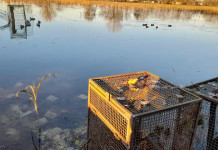 Danneggiamenti contro i cacciatori, Fidc scrive al questore Danneggiamenti contro i cacciatori, Fidc scrive al questore