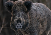 Emendamento sul controllo faunistico, animalisti all’attacco Emendamento sul controllo faunistico: cinghiale in primo piano
