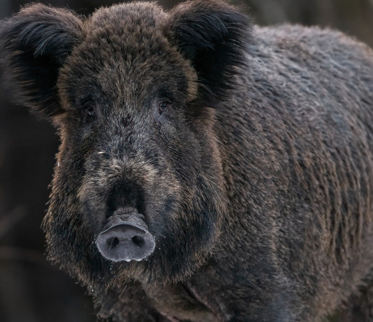 Emendamento sul controllo faunistico, animalisti all’attacco Emendamento sul controllo faunistico: cinghiale in primo piano