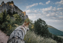 Gestione del lupo, la posizione della Lega Gestione del lupo: lupo guarda la valle