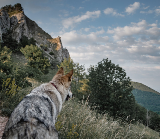 Gestione del lupo, la posizione della Lega Gestione del lupo: lupo guarda la valle