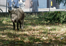 Il contenimento della fauna selvatica, l’ostilità e i pregiudizi Il contenimento della fauna selvatica, l’ostilità e i pregiudizi: cinghiale in un parco urbano a la spezia