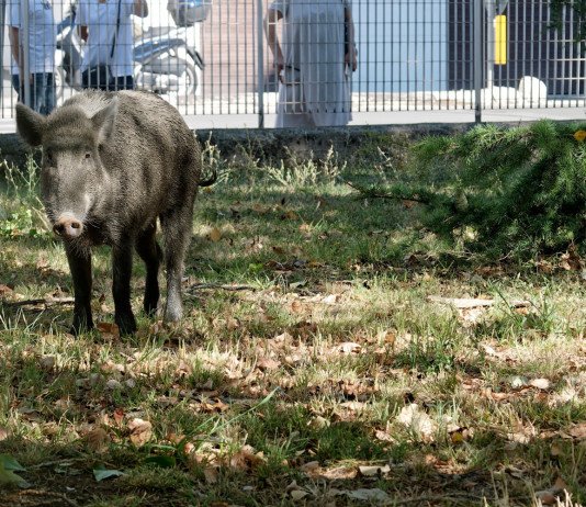 Il contenimento della fauna selvatica, l’ostilità e i pregiudizi Il contenimento della fauna selvatica, l’ostilità e i pregiudizi: cinghiale in un parco urbano a la spezia