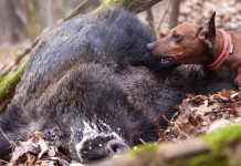 Minori restrizioni per la caccia al cinghiale nel Lazio Minori restrizioni per la caccia al cinghiale nel Lazio: segugio con carcassa di cinghiale