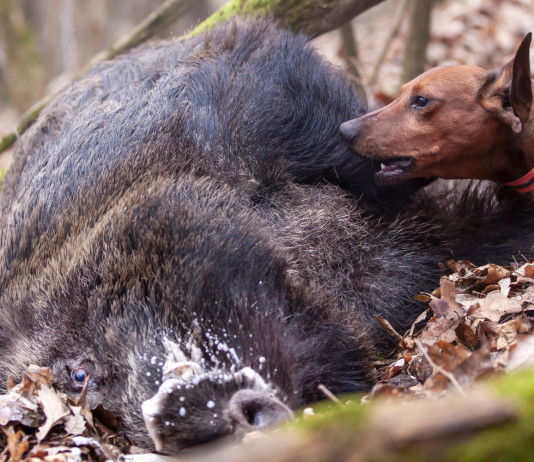 Minori restrizioni per la caccia al cinghiale nel Lazio Minori restrizioni per la caccia al cinghiale nel Lazio: segugio con carcassa di cinghiale