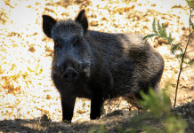 Modifica alla legge sulla caccia, il commento dell’Arcicaccia Modifica alla legge sulla caccia: cinghiale visto frontalmente