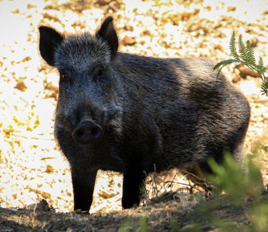 Modifica alla legge sulla caccia, il commento dell’Arcicaccia Modifica alla legge sulla caccia: cinghiale visto frontalmente
