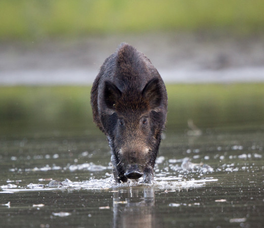 Modifica alla legge sulla caccia, il commento di Cncn Modifica alla legge sulla caccia: cinghiale in acqua