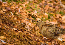 Monitoraggio della beccaccia: altri sette soggetti equipaggiati Monitoraggio della beccaccia: beccaccia in bosco autunnale