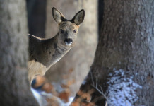 Piano per la gestione della fauna selvatica, emendamento alla legge di bilancio Piano per la gestione della fauna selvatica: capriolo tra gli alberi in ambiente invernale