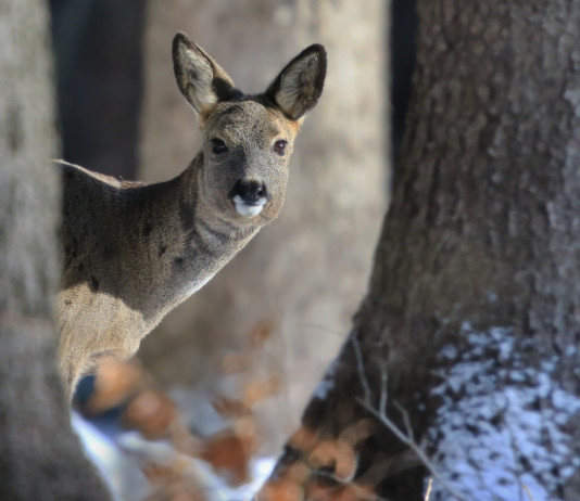 Piano per la gestione della fauna selvatica, emendamento alla legge di bilancio Piano per la gestione della fauna selvatica: capriolo tra gli alberi in ambiente invernale