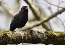 Sagra dei Osei di Sacile: la più antica in Europa Sagra dei Osei di Sacile
