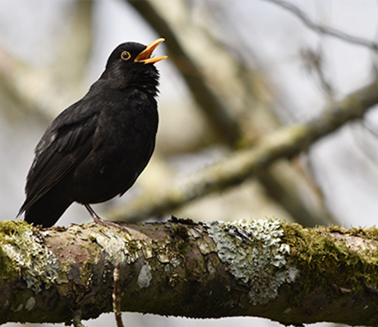 Sagra dei Osei di Sacile: la più antica in Europa Sagra dei Osei di Sacile