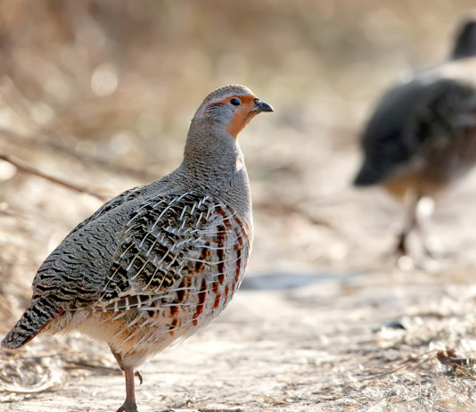 Venerdì la quarta conferenza Life perdix sulla starna Venerdì la quarta conferenza Life perdix sulla starna