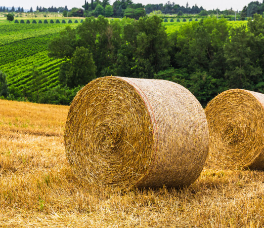 Zone rurali in Europa, approvata mozione Zone rurali in Europa