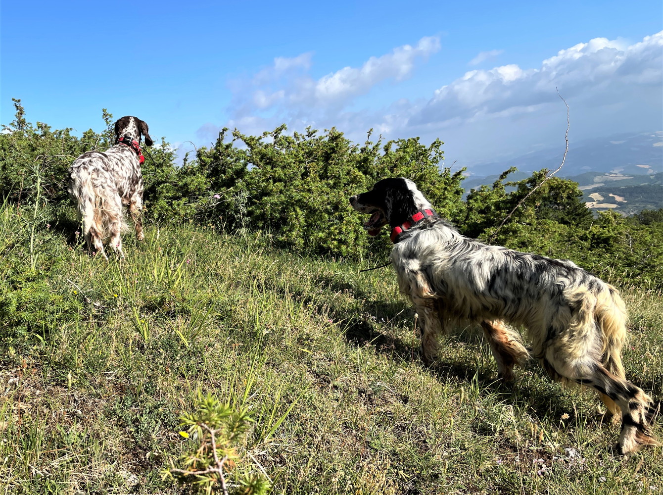 cani in ferma su starne nell'azienda valle di fiordimonte