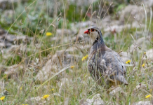 La coturnice degli Appennini: firmato Alberto Marinelli coturnice