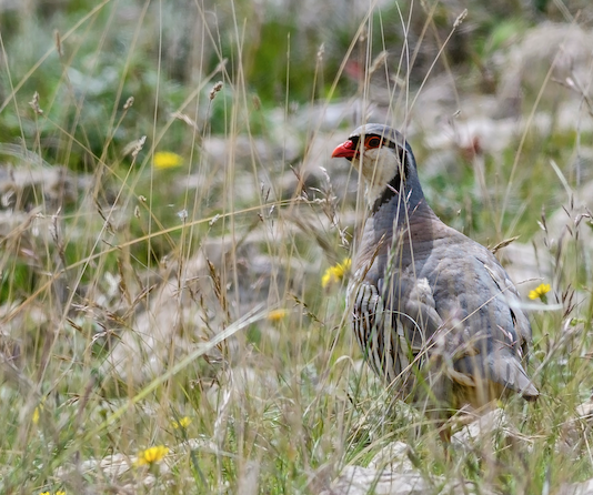 La coturnice degli Appennini: firmato Alberto Marinelli coturnice