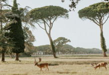 A caccia nel Parco di San Rossore: nuova lettera delle associazioni venatorie A caccia nel Parco di San Rossore: daini nel parco di san rossore, migliarino e massaciuccoli