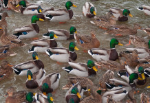 Anticipata la chiusura della caccia agli acquatici in Veneto Anticipata la chiusura della caccia agli acquatici in Veneto: germani reali in ambiente acquatico
