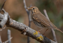 Appostamento fisso di caccia in Toscana, le novità Appostamento fisso di caccia in Toscana: tordo bottaccio su ramo